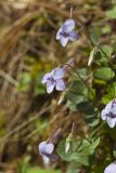 Longspur violet, Viola rostrata