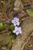 Longspur violet, Viola rostrata