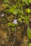 Longspur Violet, Viola rostrata