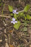 Longspur Violet, Viola rostrata