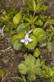 Longspur Violet, Viola rostrata