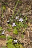Longspur Violet, Viola rostrata