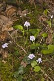 Longspur Violet, Viola rostrata