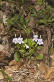 Longspur Violet, Viola rostrata