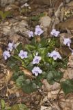 Longspur Violet, Viola rostrata