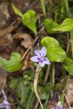 Longspur Violet, Viola rostrata