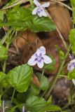 Longspur Violet, Viola rostrata