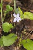 Longspur Violet, Viola rostrata