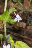 Longspur Violet, Viola rostrata