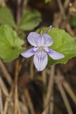Longspur Violet, Viola rostrata