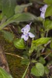 Longspur Violet, Viola rostrata