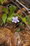 Longspur Violet, Viola rostrata