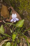 Longspur Violet, Viola rostrata