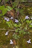 Longspur Violet, Viola rostrata