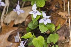 Longspur violet, Viola rostrata