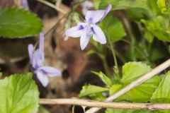Longspur violet, Viola rostrata