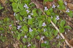Longspur violet, Viola rostrata
