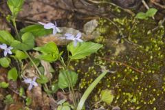Longspur violet, Viola rostrata