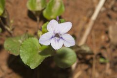 Longspur violet, Viola rostrata