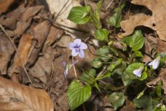 Longspur violet, Viola rostrata