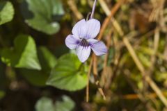 Longspur violet, Viola rostrata