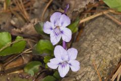 Longspur violet, Viola rostrata