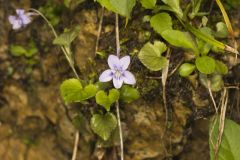 Longspur Violet, Viola rostrata