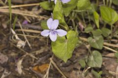 Longspur Violet, Viola rostrata