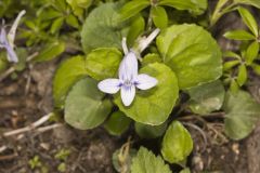 Longspur Violet, Viola rostrata