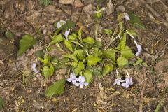 Longspur Violet, Viola rostrata