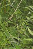 Lopseed, Phryma leptostachya