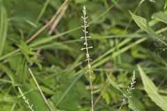 Lopseed