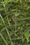 Lopseed, Phryma leptostachya