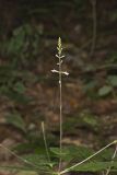 Lopseed, Phryma leptostachya