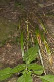 Lopseed, Phryma leptostachya