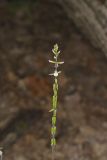 Lopseed, Phryma leptostachya