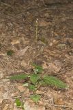 Lopseed, Phryma leptostachya
