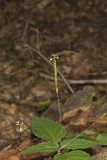 Lopseed, Phryma leptostachya