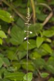 Lopseed, Phryma leptostachya