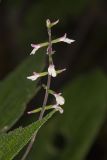 Lopseed, Phryma leptostachya