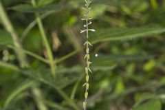Lopseed, Phryma leptostachya