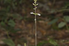 Lopseed, Phryma leptostachya