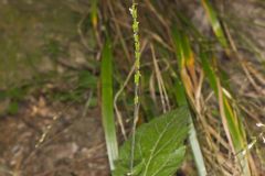 Lopseed, Phryma leptostachya