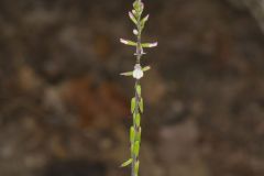 Lopseed, Phryma leptostachya