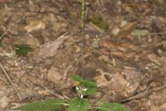 Lopseed, Phryma leptostachya