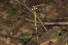 Lopseed, Phryma leptostachya