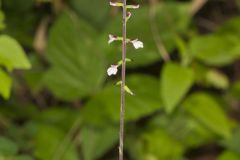 Lopseed, Phryma leptostachya