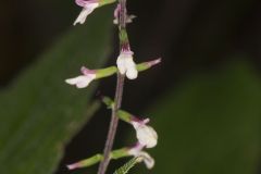 Lopseed, Phryma leptostachya