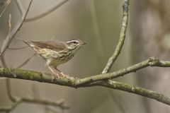 Louisiana Waterthrush, Parkesia motacilla