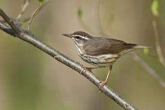 Louisiana Waterthrush, Parkesia motacilla